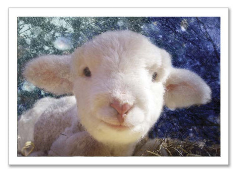 Signed & Numbered Limited Edition Fine Art Print~ "The Smile"