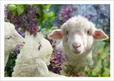 Art Card Collection- Moonrise Farm Easter