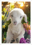 Art Card Collection- Spring Garden
